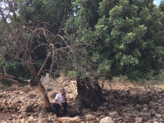 $5 can plant an olive tree that has been uprooted by settlers